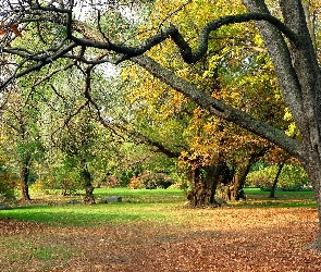 Jesień, Park, Opadłe, Liście, Drzewa