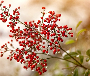 Rozmycie, Krople, Krzew, Gałązka, Nandina, Niebiański bambus