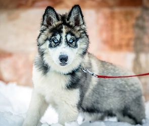 Szczeniak, Smycz, Czerwona, Siberian husky, Pies