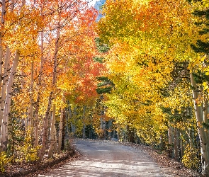 Droga, Jesień, Brzozy, Drzewa