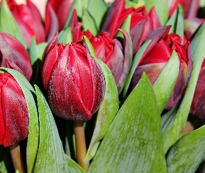 Kwiaty, Zbliżenie, Tulipany, Czerwone