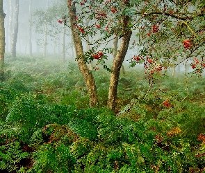 Zagajnik, Mgła, Brzozy, Las, Paprocie, Jarzębina