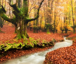 Kraj Basków, Drzewa, Hiszpania, Las, Strumyk, Park Narodowy Gorbea, Jesień, Rzeczka
