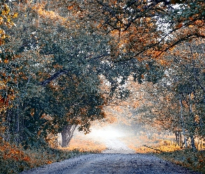 Jesień, Ogrodzenie, Mgła, Droga, Drzewa