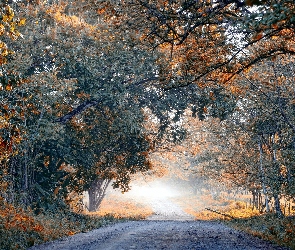 Drzewa, Ogrodzenie, Droga, Mgła, Jesień