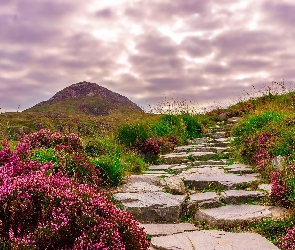 Kwiaty, Wrzosy, Kamienna, Góra, Trawa, Irlandia, Ścieżka, Park Narodowy Connemara, Wzgórza, Droga, Kamienie