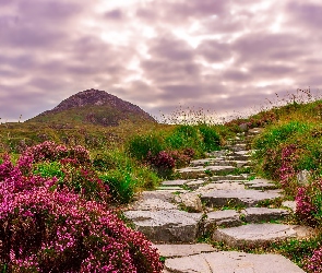 Kwiaty, Wzgórza, Irlandia, Ścieżka, Droga, Kamienna, Góra, Park Narodowy Connemara, Wrzosy, Trawa, Kamienie