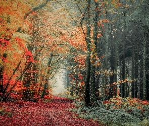 Las, Drzewa, Liście, Roślinność, Kolorowe, Jesień
