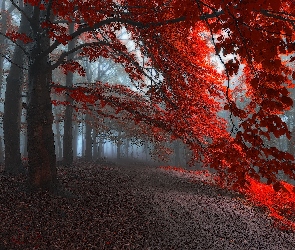 Las, Drzewa, Jesień, Liście, Mgła, Czerwone