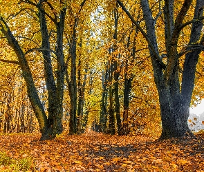 Jesień, Ścieżka, Liście, Pożółkłe, Drzewa
