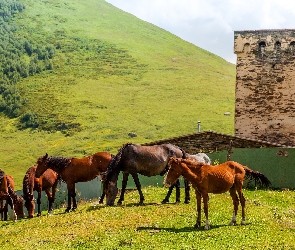 Wieża, Budowla, Konie, Trawa