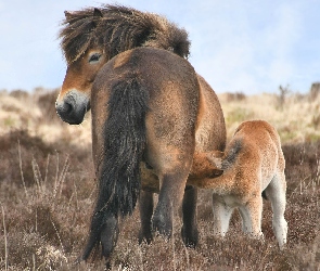 Konie, Kobyła, Źrebak, Kuce Exmoor, Dwa