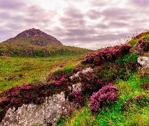 Góra, Wrzosy, Wzgórza, Kwiaty, Park Narodowy Connemara, Skały, Irlandia, Wrzosowisko