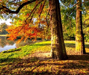 Jesień, Staw, Park, Drzewa