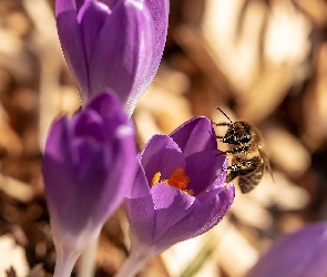 Makro, Pszczoła, Fioletowe, Krokusy