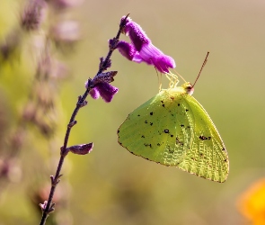 Zbliżenie, Kwiat, Motyl, Żółty, Szlaczkoń, Fioletowy