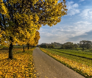 Niebo, Trawa, Droga, Jesień, Drzewa, Liście