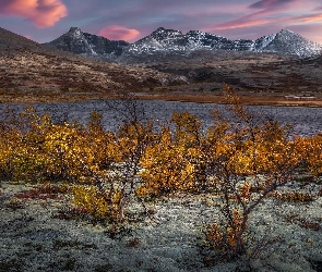 Norwegia, Krzewy, Jezioro, Jesień, Roślinność, Masyw Rondane, Okręg Oppland, Park Narodowy Rondane, Góry Rondane