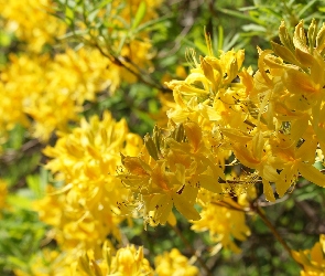 Krzew, Azalia wielkokwiatowa Anneke, Kwiaty, Żółte, Rododendron, Różanecznik