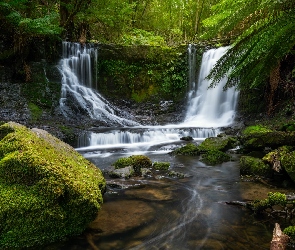 Australia, Park Narodowy Mount Field, Rzeka, Stan Tasmania, Omszałe, Skała, Kamienie, Paprocie, Wodospad Horseshoe Falls, Las