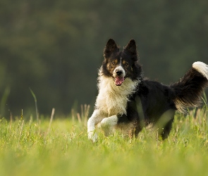 Czarno-biały, Trawa, Bieg, Border collie, Pies