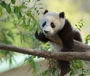 Liście, Gałęzie, Panda wielka, Drzewo