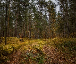 Trawa, Ścieżka, Las, Drzewa