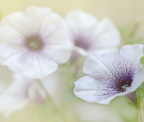 Kwiaty, Rozmycie, Petunia, Biało-fioletowa