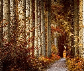 Las, Droga, Krzewy, Drzewa, Jesień