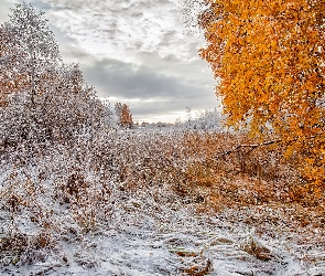 Śnieg, Pierwszy, Drzewa, Jesień