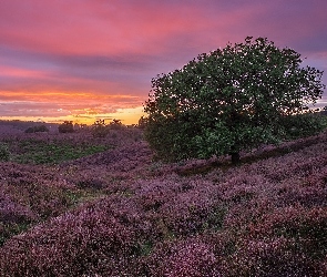 Prowincja Geldria, Park Narodowy Veluwezoom, Wrzosy, Holandia, Zachód słońca, Wrzosowisko, Drzewo