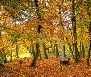 Park, Drzewa, Jesień, Staw, Liście, Ławka