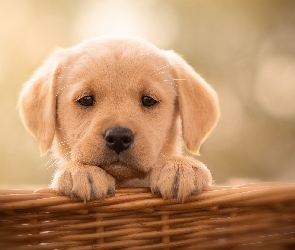 Szczeniak, Koszyk, Labrador retriever