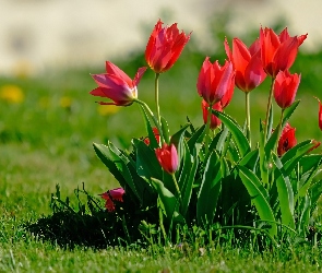 Kwiaty, Trawa, Tulipany, Liście, Czerwone