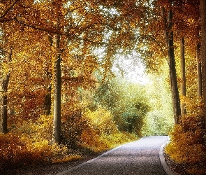 Jesień, Droga, Drzewa, Las liściasty