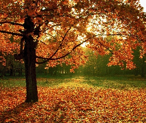 Liście, Opadłe, Park, Jesień, Drzewo, Klon