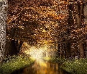 Rzeka, Trawy, Drzewa, Jesień, Las