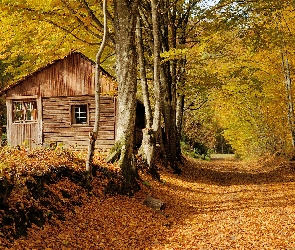 Jesień, Drzewa, Domek, Droga, Drewniany, Las