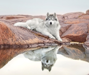 Odbicie, Woda, Pies, Leżący, Siberian husky, Skała