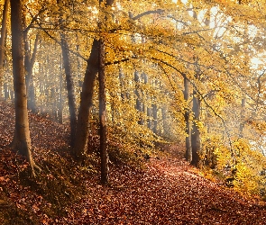 Opadłe, Ścieżka, Las, Liście, Skarpa, Jesień, Drzewa