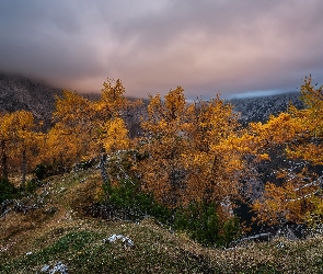 Szczyt Slemenova Spica, Mgła, Drzewa, Słowenia, Alpy Julijskie, Jesień, Góry