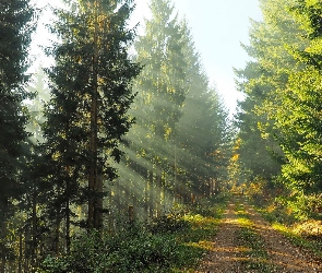 Las, Poranek, Droga, Świerki, Światło, Drzewa, Słoneczne, Przebijające