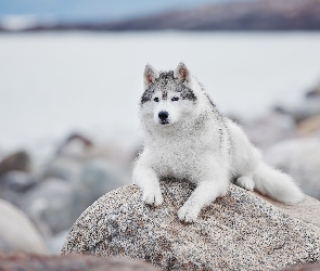 Kamień, Siberian husky, Pies, Leżący