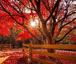 Jesień, Ogrodzenie, Czerwone, Drzewo, Liście, Promienie słońca