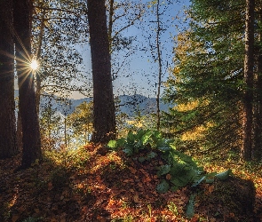 Góry, Jezioro, Promienie słoneczne, Jesień, Las, Drzewa