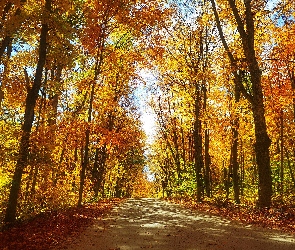 Las, Droga, Drzewa, Pożółkłe, Liście, Jesień