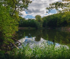Staw, Rośliny, Lato, Drzewa