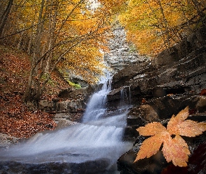 Liście, Wodospad, Las, Jesień, Drzewa, Skały