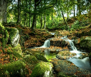 Las, Drzewa, Rzeka, Omszałe, Kamienie, Korzenie