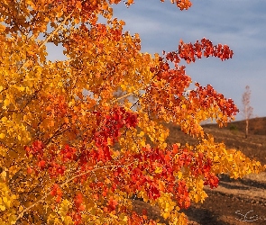 Jesień, Drzewo, Gałązki, Żółte, Liście, Czerwone